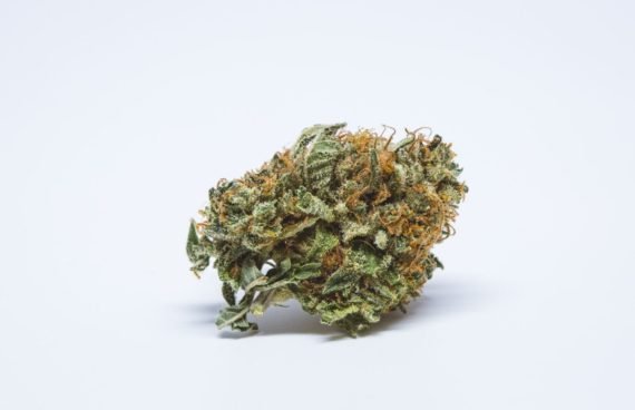 BC Big Bud