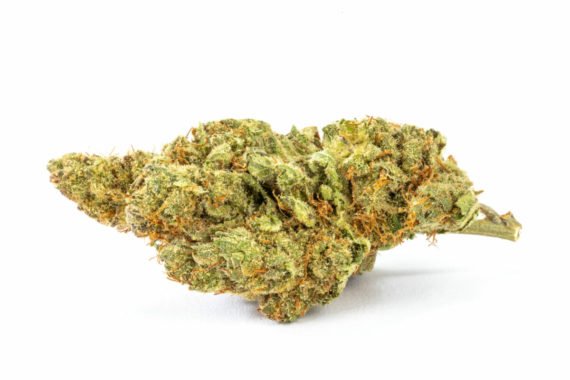 Golden Goat