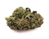 Master Kush