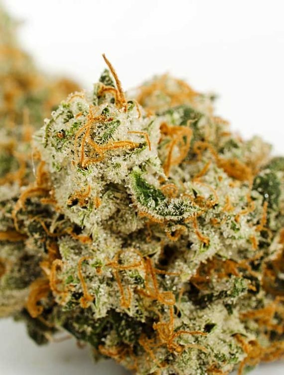 Gold Kush