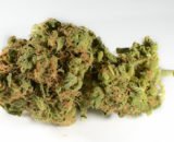 Chemdawg