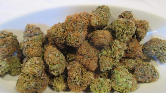 Dutch Treat