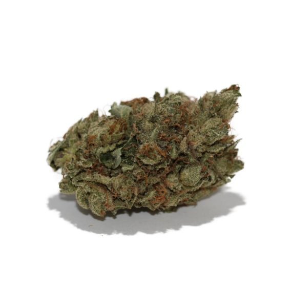 Purple Hashplant