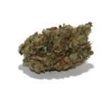 Purple Hashplant