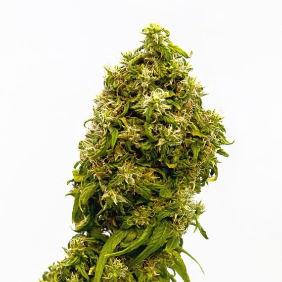 CBD Dream