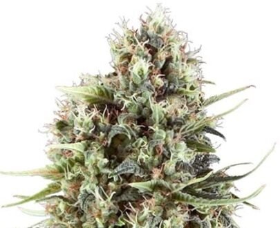 Chocolate Haze