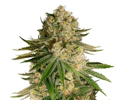 Critical Kush