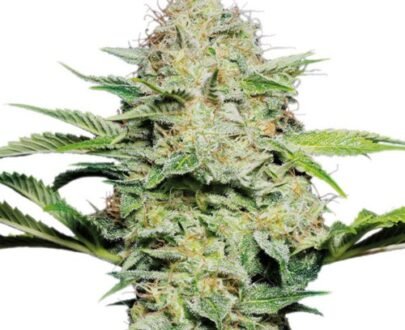 Lemon Shining Silver Haze